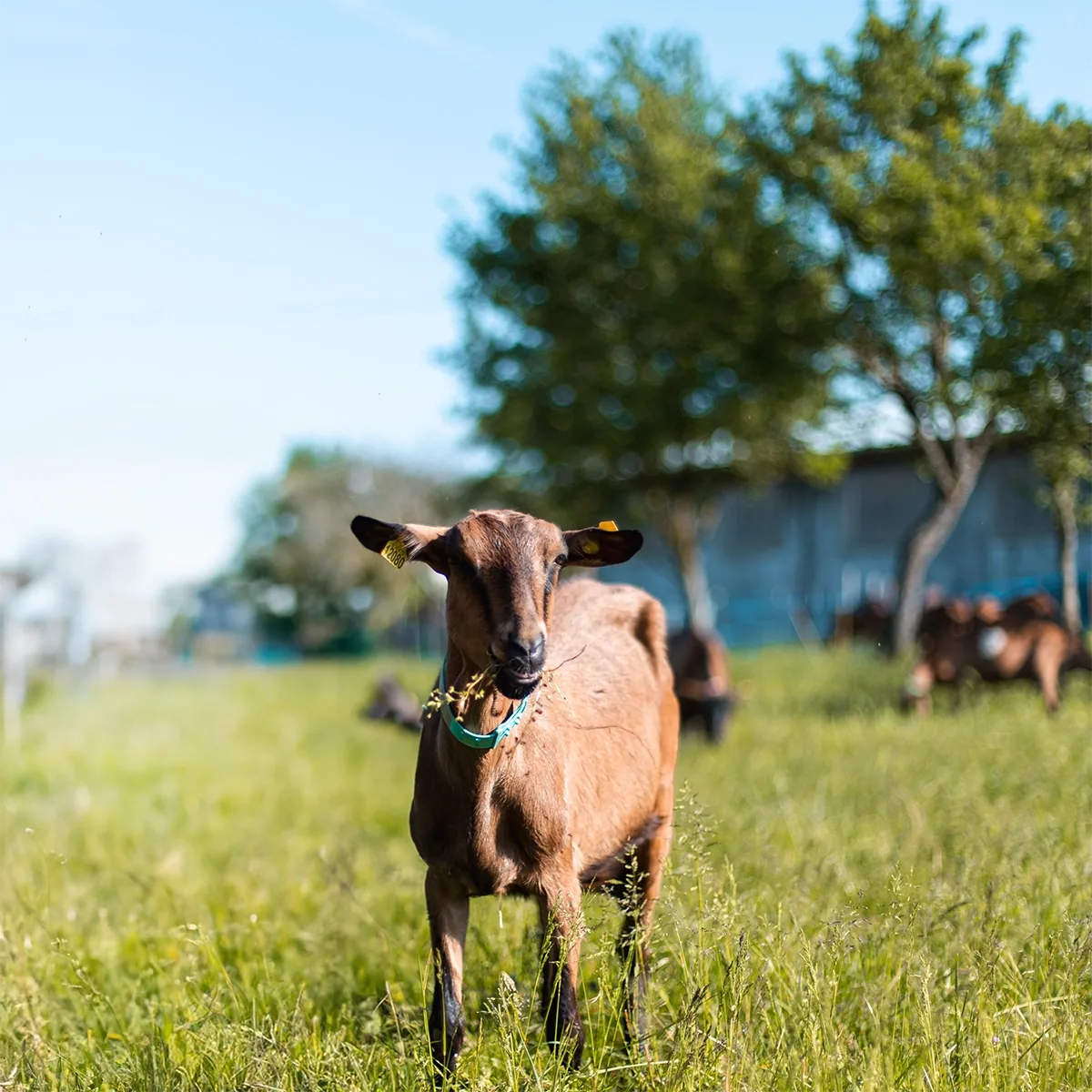 Chèvre brune dans une prairie, avec d’autres chèvres et la chèvrerie en arrière-plan