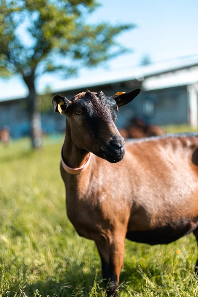 Chèvre brune debout dans un pâturage devant la chèvrerie