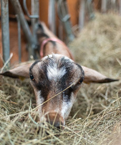 L'alimentation des chèvres à la ferme jura