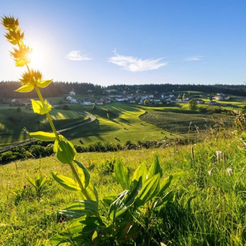 Vacances dans le Jura - La chèvrerie Pampilles & Compagnie