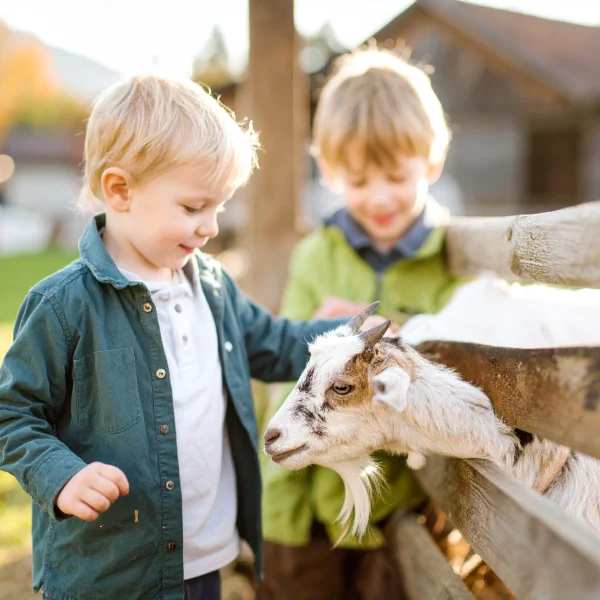 Groupe d’enfants découvrant les chèvres lors d’une visite éducative à la ferme Pampilles & Compagnie dans le Jura
