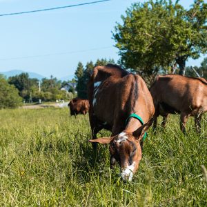 Chevrerie Pampilles & Compagnie